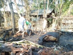 Diduga Akibat Api Bediang, 5 Ekor Ternak Jadi Korban