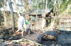 Diduga Akibat Api Bediang, 5 Ekor Ternak Jadi Korban