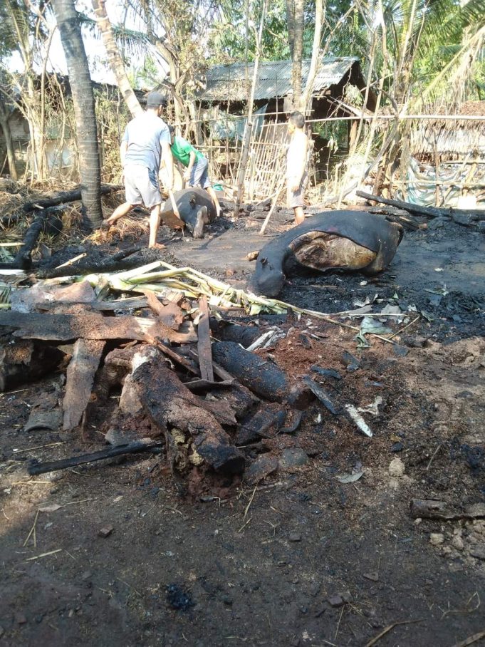 Diduga Akibat Api Bediang, 5 Ekor Ternak Jadi Korban