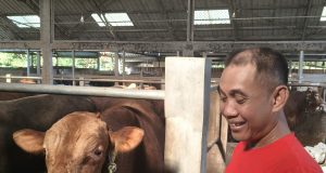 Berawal Dari Kepepet Butuh, Omset Amira Fam Cattle And Sheep Kini Tembus Miliaran Rupiah