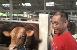 Berawal Dari Kepepet Butuh, Omset Amira Fam Cattle And Sheep Kini Tembus Miliaran Rupiah