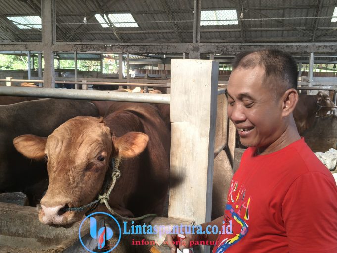 Berawal Dari Kepepet Butuh, Omset Amira Fam Cattle And Sheep Kini Tembus Miliaran Rupiah