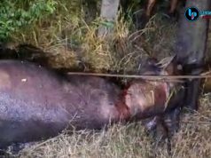 Kerbau Kurban Mengamuk di Kudus, Seruduk Warga hingga Polisi Lakukan Penembakan