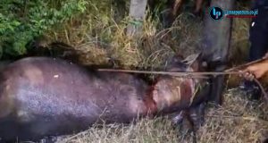 Kerbau Kurban Mengamuk di Kudus, Seruduk Warga hingga Polisi Lakukan Penembakan