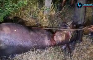Kerbau Kurban Mengamuk di Kudus, Seruduk Warga hingga Polisi Lakukan Penembakan
