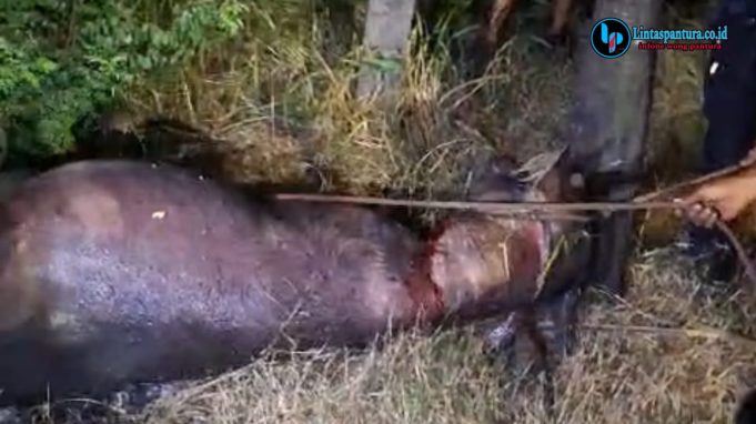 Kerbau Kurban Mengamuk di Kudus, Seruduk Warga hingga Polisi Lakukan Penembakan