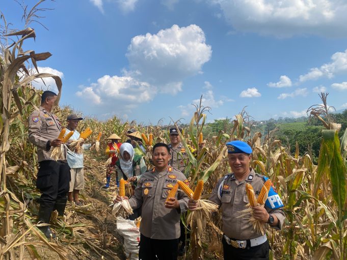 Panen Besar di Kudus! Polisi dan Petani Bersatu Wujudkan Swasembada Pangan 2026